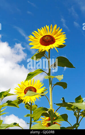Gemeinsamen Sonnenblumen vor blauem Himmel in einem englischen Garten domestiziert. Stockfoto