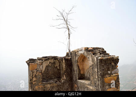 Ein kleiner Baum wächst aus einer alten gebrochenen Wand in Bala Quila Fort von Alwar Rajasthan Indien mit Stadt im Hintergrund Stockfoto