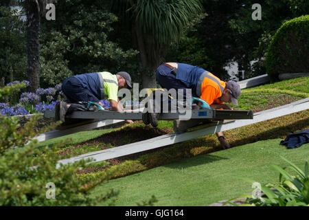 Gärtner, die Pflege der Blumenbeete in Howard Davis Park,St.Helier,Jersey,Channel Inseln Stockfoto