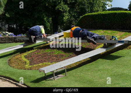 Gärtner, die Pflege der Blumenbeete in Howard Davis Park,St.Helier,Jersey,Channel Inseln Stockfoto