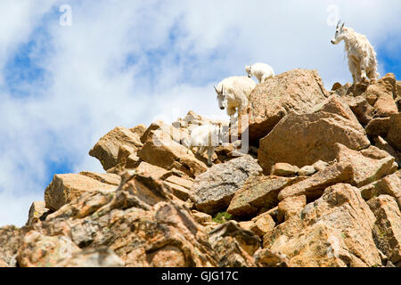 Bergziegen auf Mount Massive Colorado Stockfoto