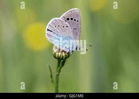 Grün-Unterseite blau (Glaucopsyche Alexis) ist ein Schmetterling der Familie Lycaenidae. Stockfoto