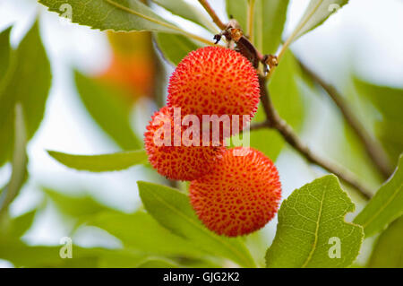 Orangenbaum Blätter Stockfoto