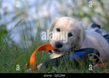 Knabbereien Stockfoto