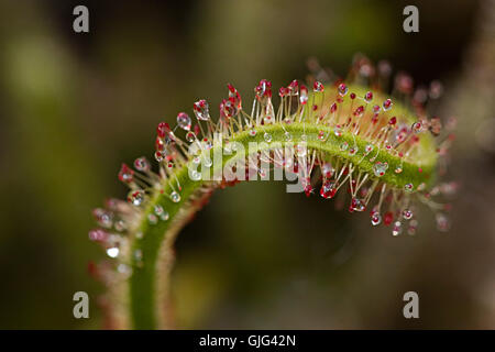 Leim fallen von Drosera filiformis Stockfoto