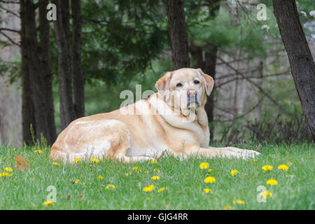 Diese englische Blockhead Labrador Retriever ist meine süße Granddoggy. Stockfoto