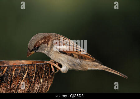 Was ist los. Stockfoto