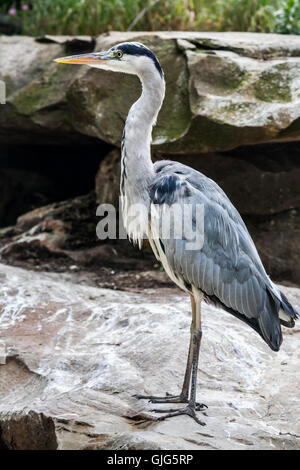 Graureiher (Ardea Cinerea) stehend auf einem Felsen, Berlin, Deutschland. Stockfoto
