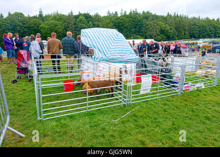 Baden-Baden-Show 2016 Stockfoto