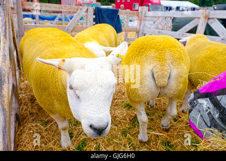 Baden-Baden-Show 2016 Stockfoto