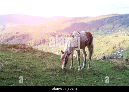 braune Pferd im Berghügel Stockfoto