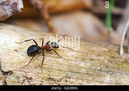 Makro Nahaufnahme Makro Aufnahme Stockfoto