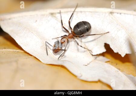 Makro Nahaufnahme Makro Aufnahme Stockfoto