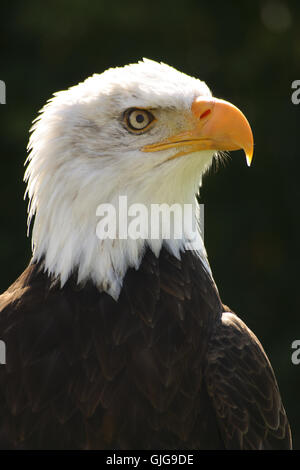 große große große Stockfoto