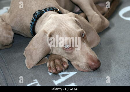 Weimaraner Welpe liegend Stockfoto