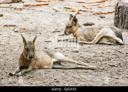 Patagonischen Mara - Dolichotis Patagonum ist ein relativ großes Nagetier in der Mara-Gattung. Tier-Szene. Schönheit in der Natur. Stockfoto