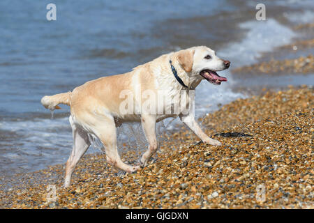 Ein gelber Labrador Retriever spielen im Meer am Hengistbury Head, Dorset, England, Vereinigtes Königreich. Stockfoto