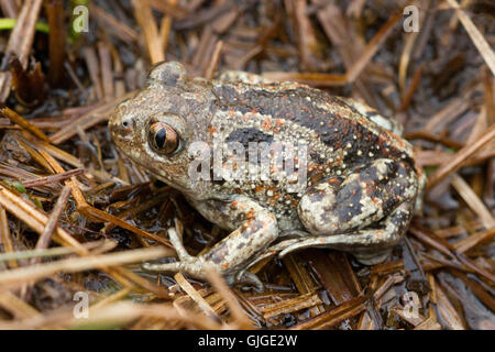 Knoblauchkröte (Pelobates fuscus) close-up Stockfoto