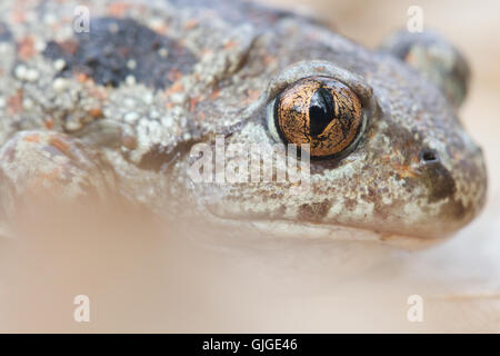 Knoblauchkröte (Pelobates fuscus) Close-up auf Auge Stockfoto