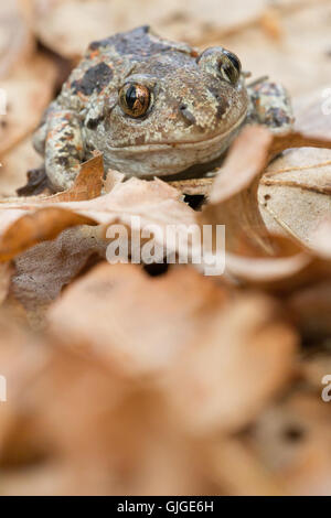 Knoblauchkröte (Pelobates fuscus) close-up Stockfoto