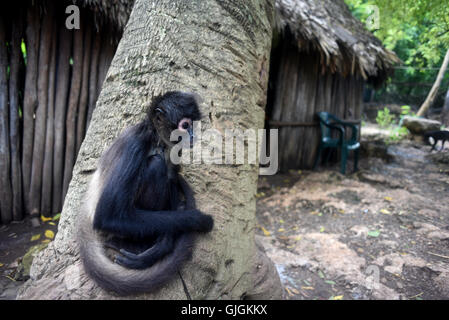 Campamento Hidalgo, Mexiko. 5. August 2016. Der Affe Cesar im Bild in das kleine Dorf Campamento Hidalgo, México. © Jorge Sanz/Pacific Press/Alamy Live-Nachrichten Stockfoto