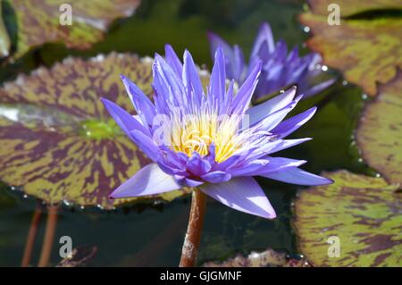 Seerose Stockfoto