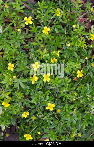 Blutwurz, Tormentill, Blut-Wurz, Aufrechtes Fingerkraut Potentilla Erecta, Blootroot, Hirtenstab Knoten Stockfoto