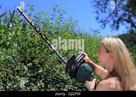 Eine Frau, eine Hecke schneiden Stockfoto