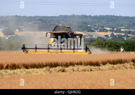 Bulphan, Essex, England. 17. August 2016. UK-Wetter: Machen Sie hey während die Sonne scheint. Erntezeit in Bulphan Essex UK. 17. August 2016 Kredit: MARTIN DALTON/Alamy Live-Nachrichten Stockfoto