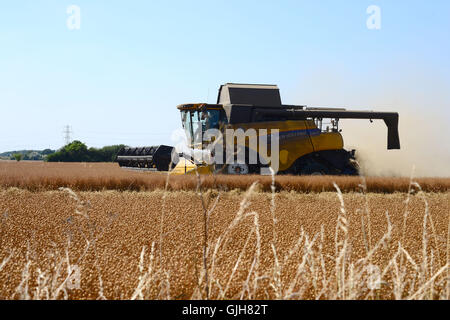 Bulphan, Essex, England. 17. August 2016. UK-Wetter: Machen Sie hey während die Sonne scheint. Erntezeit in Bulphan Essex UK. 17. August 2016 Kredit: MARTIN DALTON/Alamy Live-Nachrichten Stockfoto