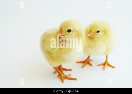 kucken Stockfoto
