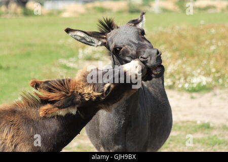 tierische Zärtlichkeit Anblick Stockfoto