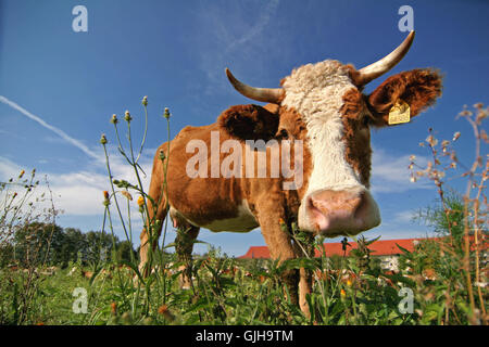 neugierig Stockfoto