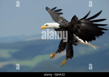 der größte Raubvogel vii Stockfoto