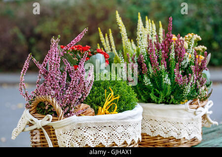 Calluna, Hebe und Kalanchoe in dekorativer Blumentopf Stockfoto