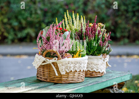 Calluna, Hebe und Kalanchoe in dekorativer Blumentopf Stockfoto