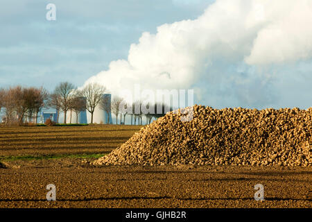 BRD, Deutschland, NRW, Rhein-Kreis Neuss, Grevenbroich, Neurath, Zuckerrüben Auf Feld, Dahinter Das RWE-Kraftwerk Neurath Stockfoto