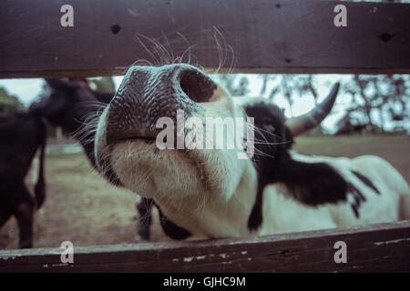 Nahaufnahme einer Kuh Blick durch den Zaun Stockfoto