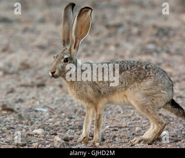 Porträt eines Jackrabbit, Arizona, USA Stockfoto