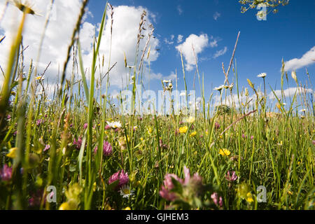 Frühlingswiese auf der alb Stockfoto