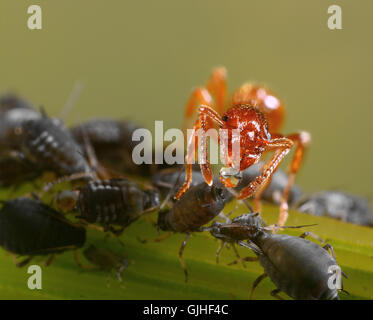Myrmica Rubra Milchen Blattlaus Stockfoto