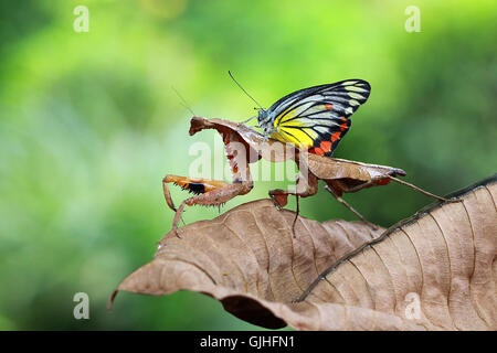 Schmetterling sitzt auf Mantis, Indonesien Stockfoto