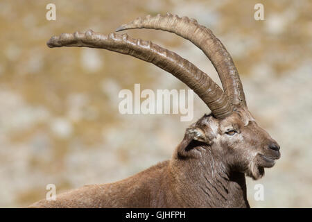 Alpensteinbock (Capra ibex) alter Mann Portrait, aus den italienischen Alpen Nationalpark Gran Paradiso Stockfoto