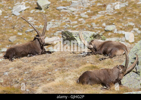 Alpensteinbock (Capra ibex), drei Männer pack Schlaf aus den italienischen Alpen Nationalpark Gran Paradiso Stockfoto