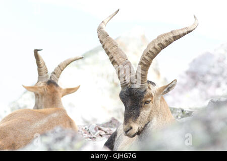 Spanischer Steinbock (Capra Pyrenaica), Männlich, aus Peña de Francia, Spanien Stockfoto