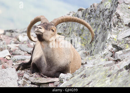 Spanischer Steinbock (Capra Pyrenaica), Männlich, aus Peña de Francia, Spanien Stockfoto