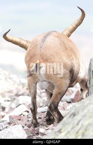 Spanischer Steinbock (Capra Pyrenaica), männliche von der Rückseite aus Peña de Francia Stockfoto