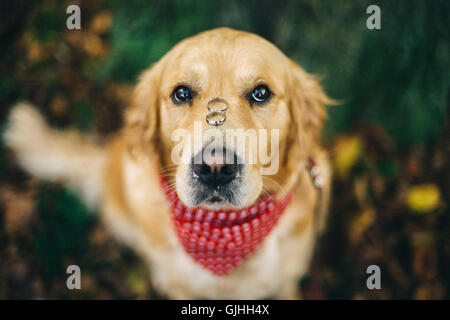 Labrador Hund mit zwei Trauringe auf der Nase Stockfoto