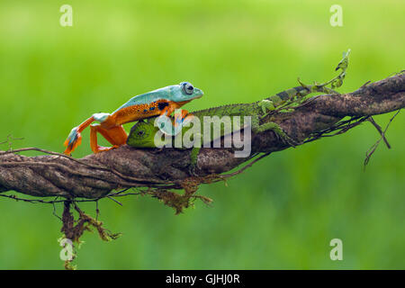 Frosch krabbeln über eine Eidechse auf Ast, Indonesien Stockfoto