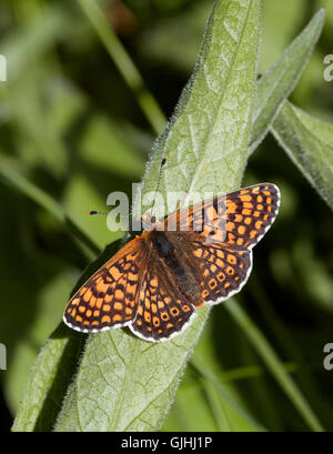 Glanville Fritillary weiblich mit Ei auf Spitzwegerich Spitzwegerich gelegt. Hutchinsons Bank Natur Reserve, neue Addington, Surrey, England. Stockfoto